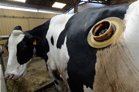 participante au banquier qui a adopté la vache hublot|Les « vaches à hublot » devraient disparaître .